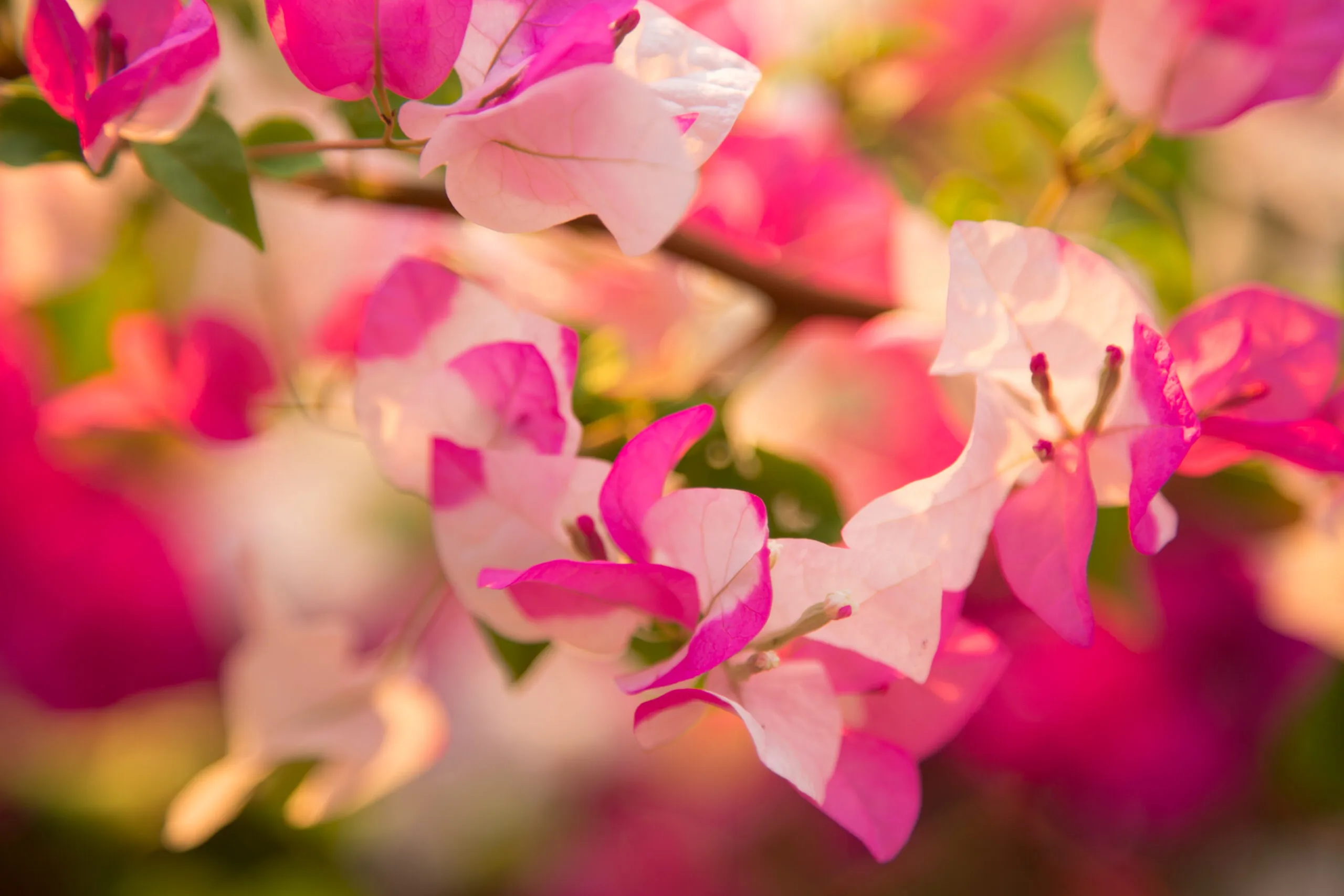 Testimonials — Gentle Care Chiropractic, West Linn Oregon