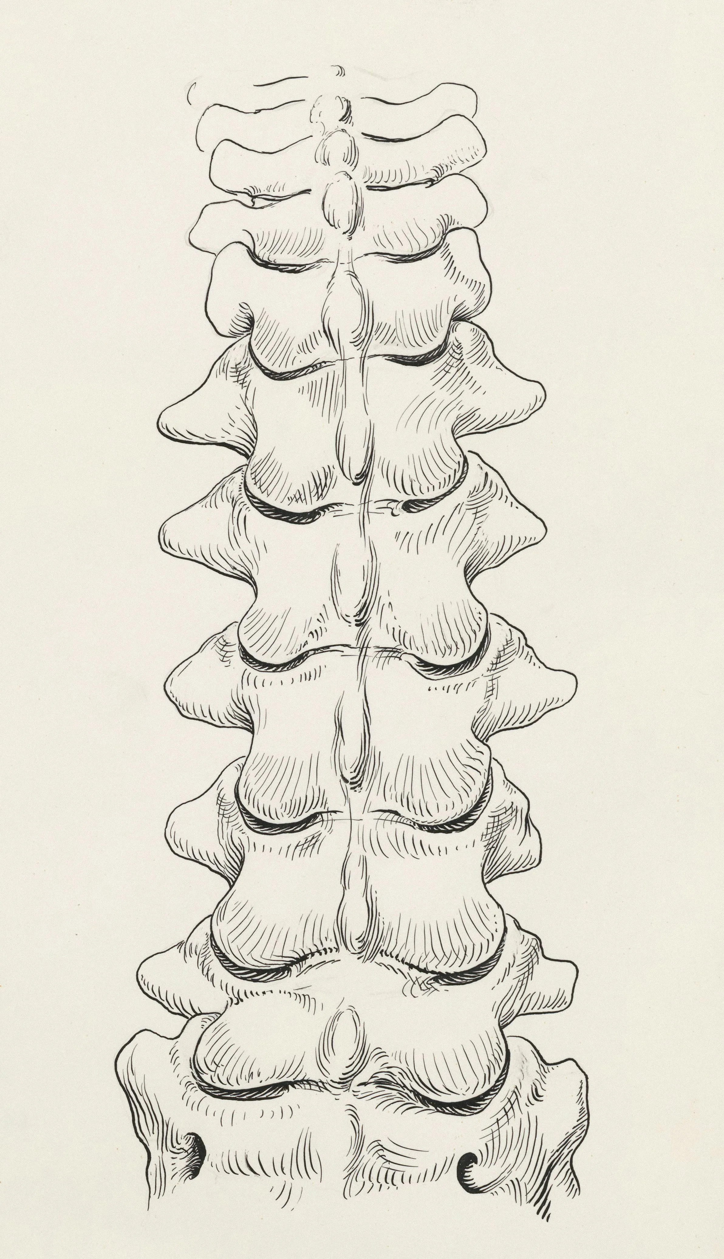Ilustración anatómica de la columna lumbar