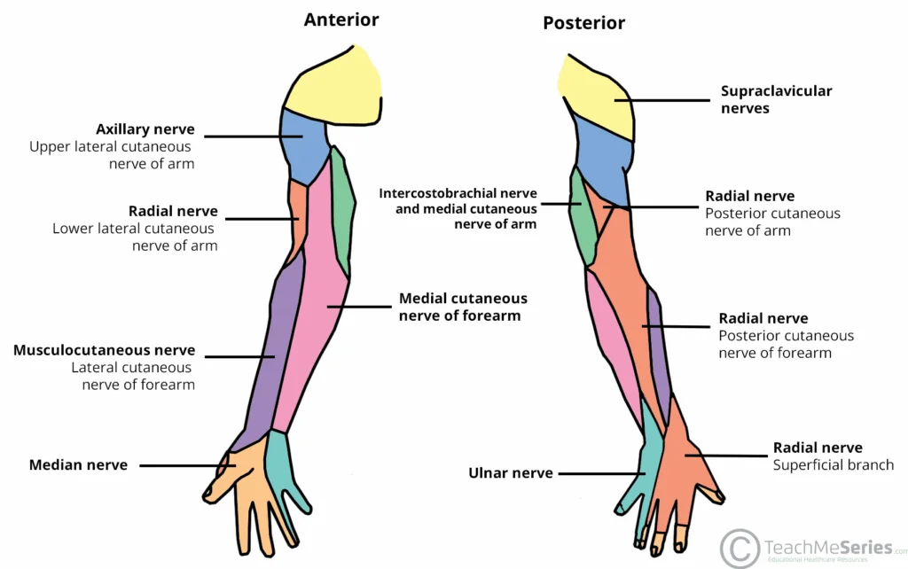 Cutaneous innervation map of the arm showing anterior and posterior peripheral nerve regions